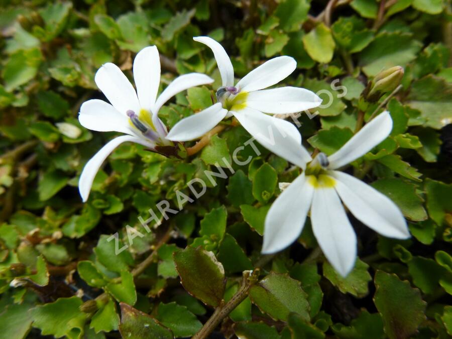 Pratia angulata 'Treadwellii' - Pratia angulata 'Treadwellii'