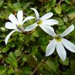 Pratia angulata 'Treadwellii' - Pratia angulata 'Treadwellii'