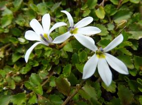 Lobelka Linnéova 'Treadwellii' - Pratia angulata 'Treadwellii'