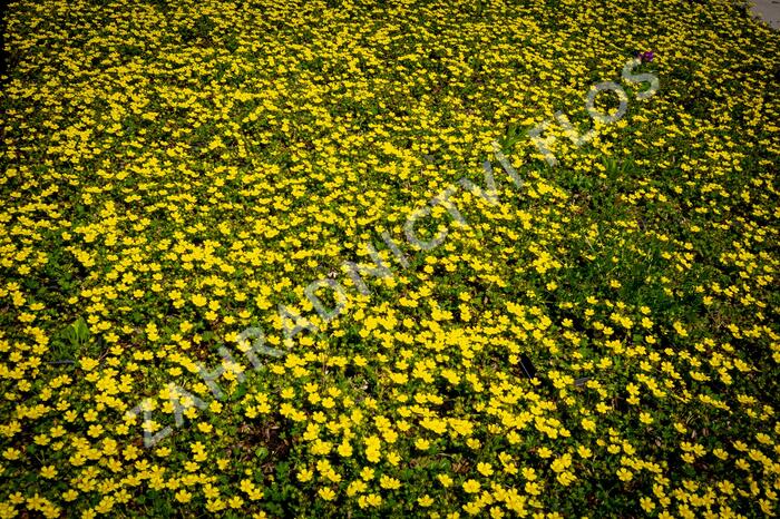 Mochna jarní - Potentilla neumanniana