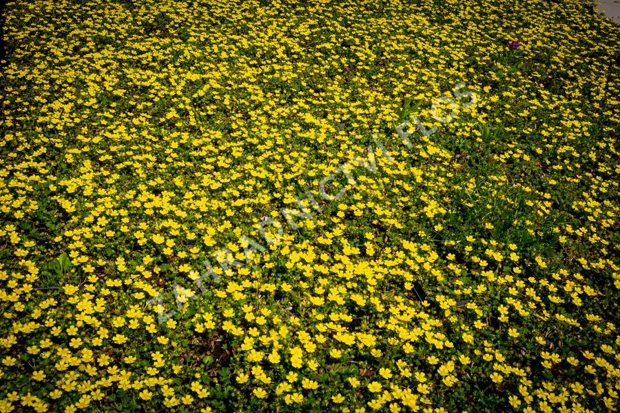Mochna jarní - Potentilla neumanniana