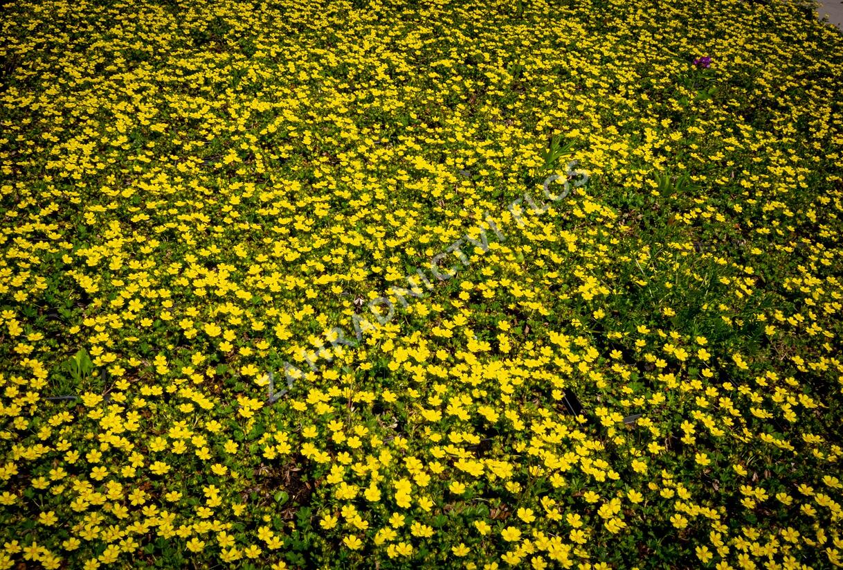 Mochna jarní - Potentilla neumanniana
