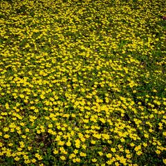 Mochna jarní - Potentilla neumanniana