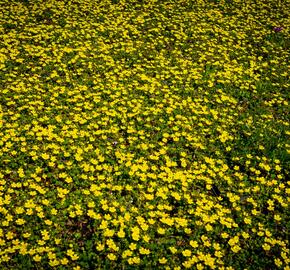 Mochna jarní - Potentilla neumanniana