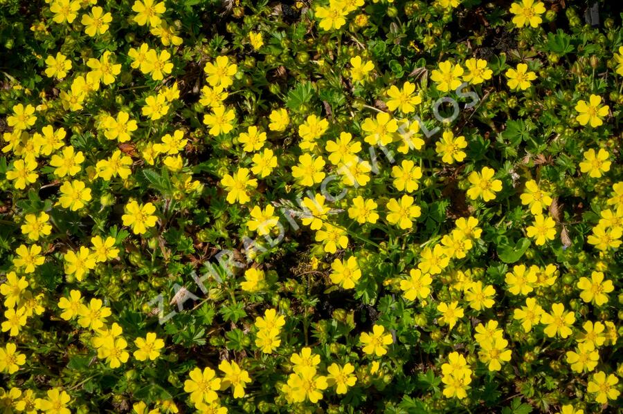 Mochna jarní - Potentilla neumanniana