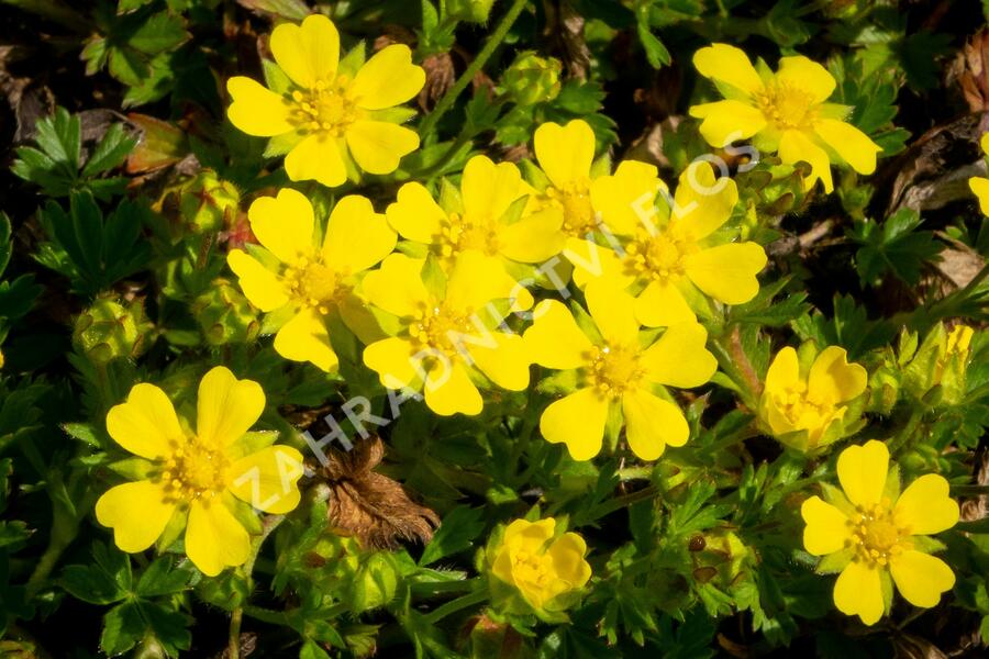 Mochna jarní - Potentilla neumanniana