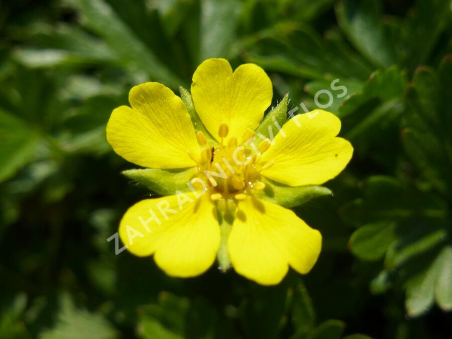 Mochna jarní - Potentilla neumanniana