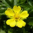 Mochna jarní - Potentilla neumanniana