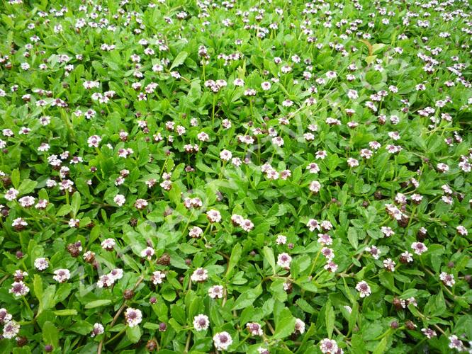 Lippia - Phyla nodiflora