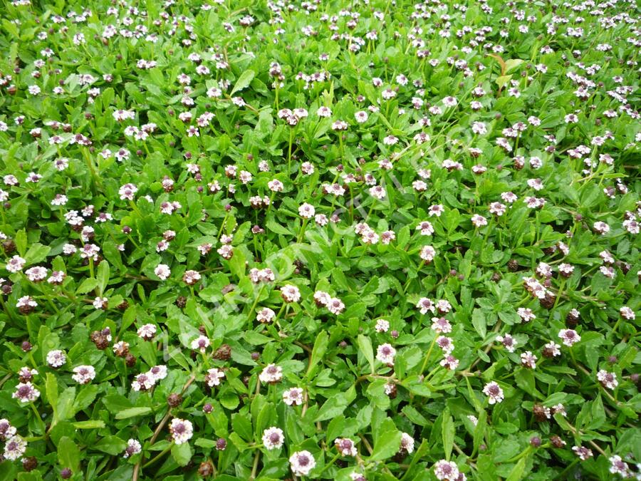 Lippia - Phyla nodiflora