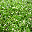 Lippia - Phyla nodiflora