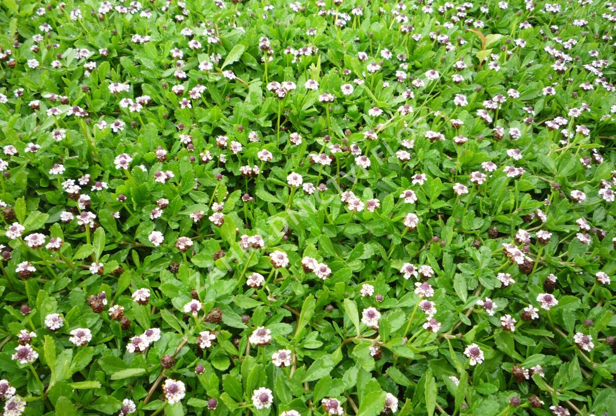 Lippia - Phyla nodiflora