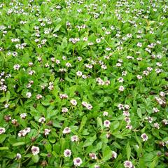 Lippia - Phyla nodiflora