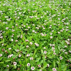 Lippia - Phylla nodiflora