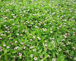 Lippia