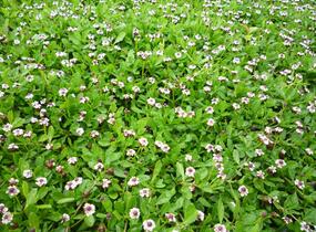 Lippia - Phyla nodiflora