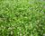 Lippia
