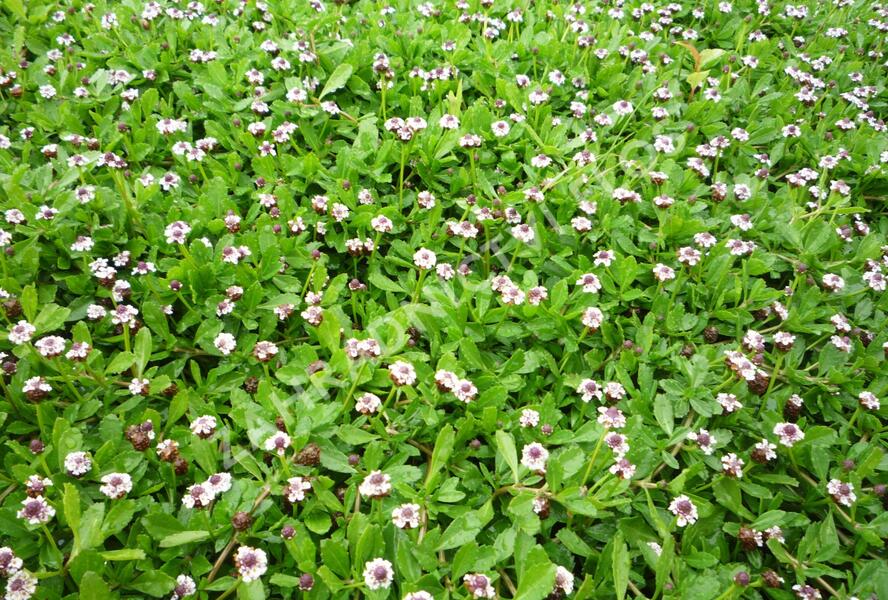 Lippia - Phyla nodiflora