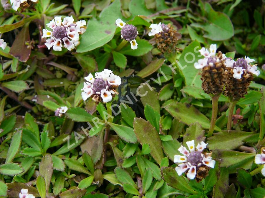 Lippia - Phyla nodiflora