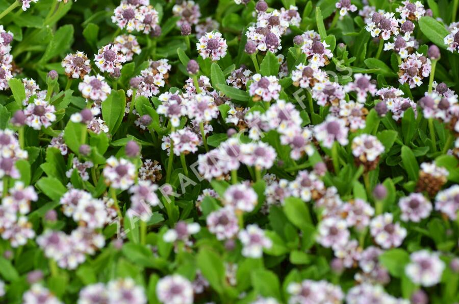 Lippia - Phyla nodiflora