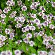 Lippia - Phyla nodiflora
