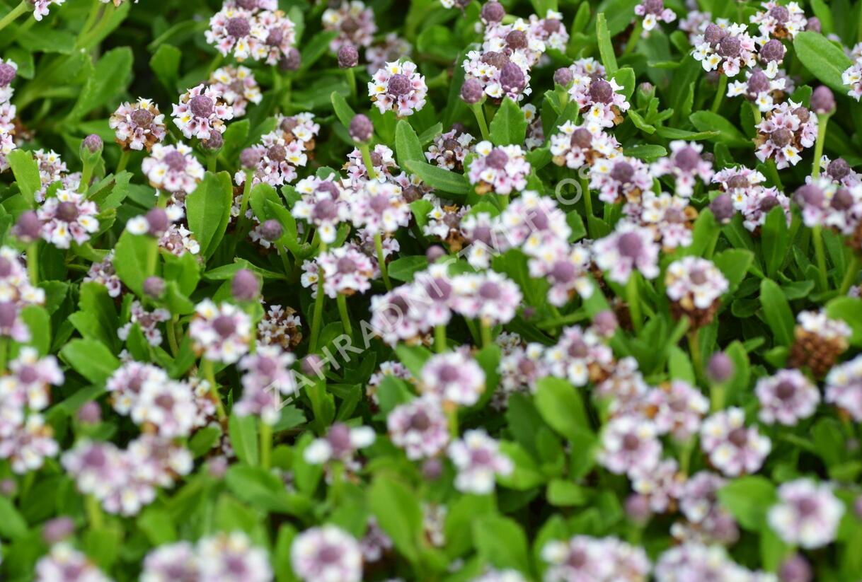 Lippia - Phyla nodiflora