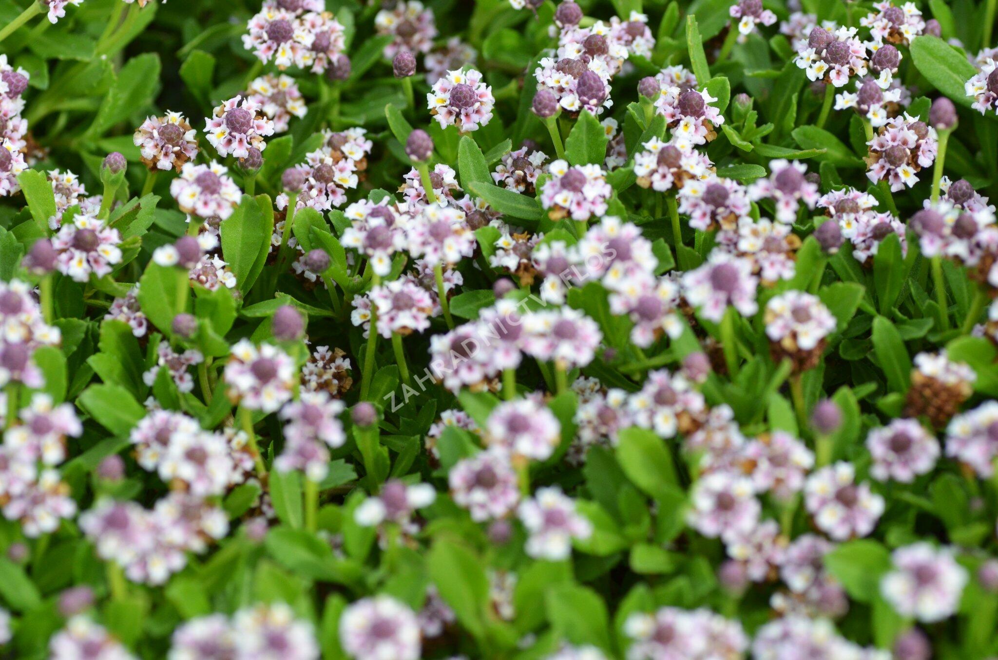 Lippia - Phyla nodiflora | Zahradnictví FLOS
