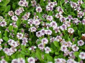 Lippia - Phyla nodiflora