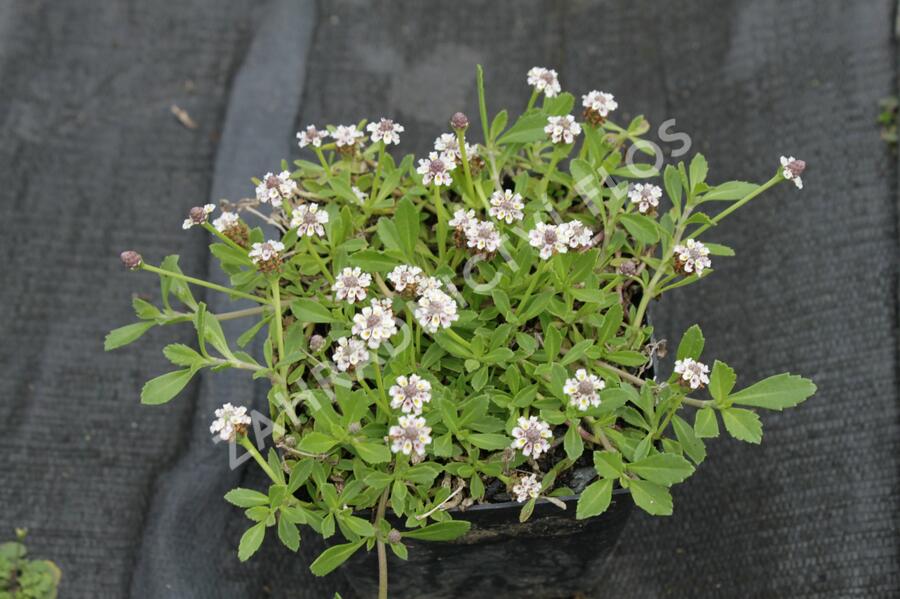 Lippia - Phyla nodiflora