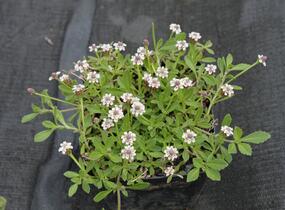 Lippia - Phyla nodiflora