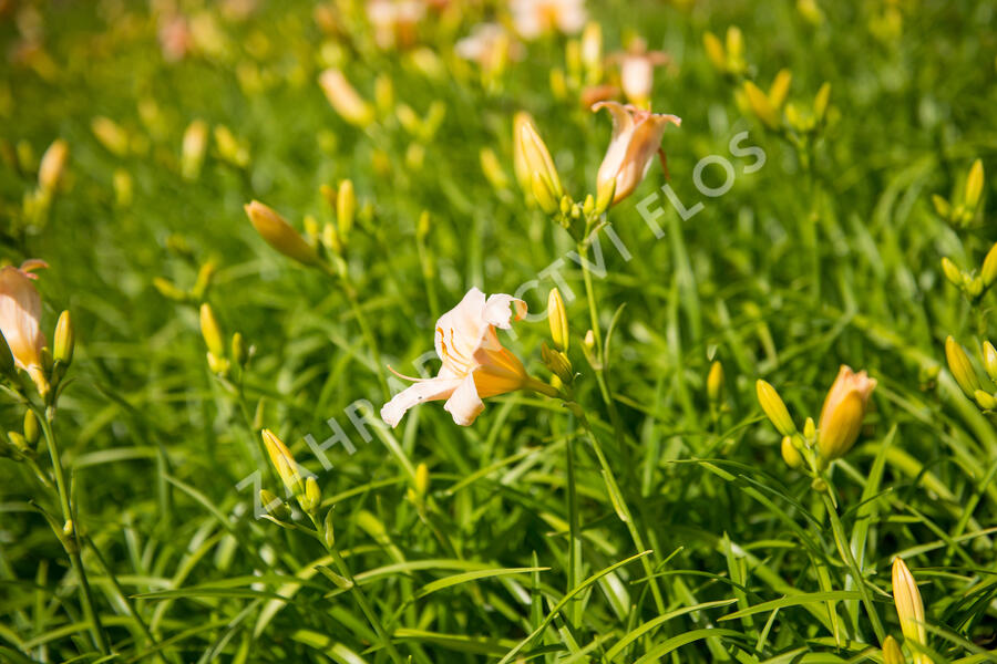Denivka 'Mini Pearl' - Hemerocallis 'Mini Pearl'