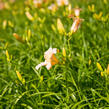 Denivka 'Mini Pearl' - Hemerocallis 'Mini Pearl'