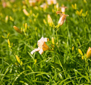 Denivka 'Mini Pearl' - Hemerocallis 'Mini Pearl'