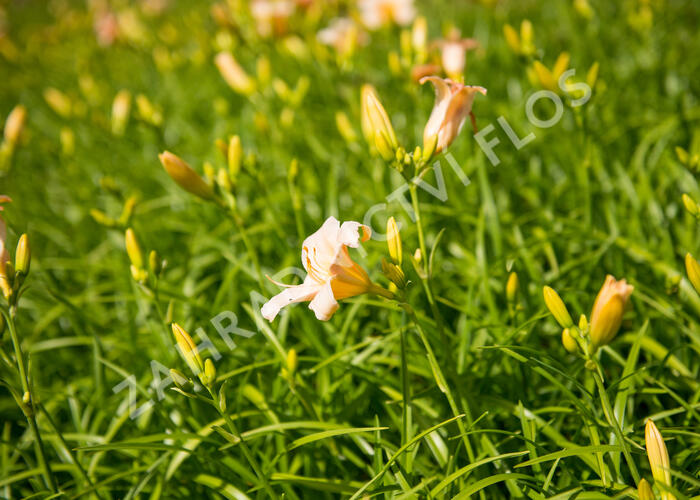 Denivka 'Mini Pearl' - Hemerocallis 'Mini Pearl'