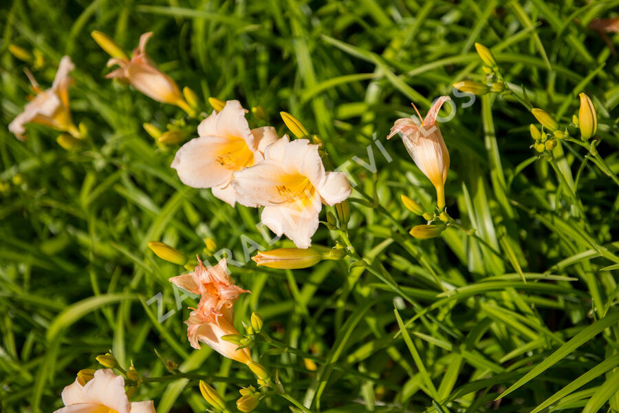 Denivka 'Mini Pearl' - Hemerocallis 'Mini Pearl'