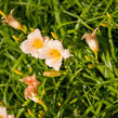 Denivka 'Mini Pearl' - Hemerocallis 'Mini Pearl'