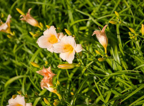 Denivka 'Mini Pearl' - Hemerocallis 'Mini Pearl'