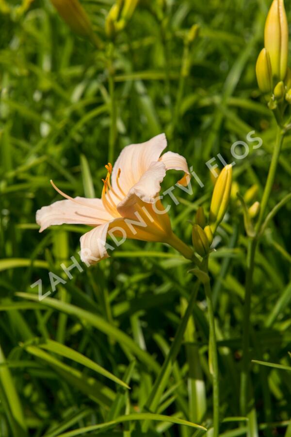 Denivka 'Mini Pearl' - Hemerocallis 'Mini Pearl'