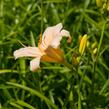 Denivka 'Mini Pearl' - Hemerocallis 'Mini Pearl'