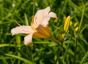 Denivka 'Mini Pearl' - Hemerocallis 'Mini Pearl'