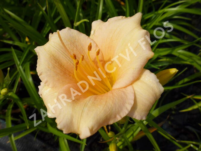 Denivka 'Mini Pearl' - Hemerocallis 'Mini Pearl'