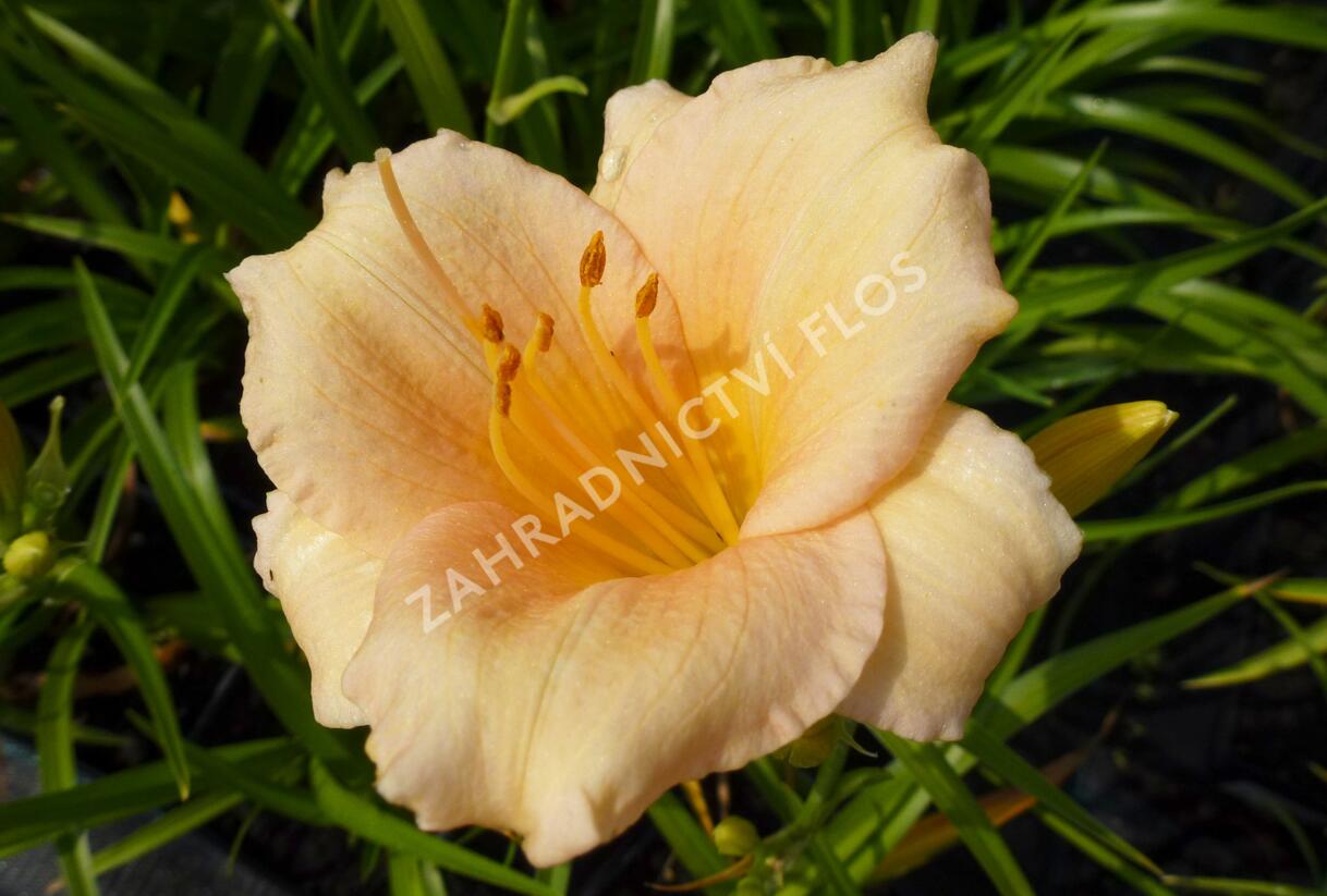 Denivka 'Mini Pearl' - Hemerocallis 'Mini Pearl'