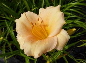 Denivka 'Mini Pearl' - Hemerocallis 'Mini Pearl'