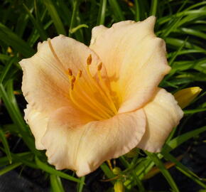 Denivka 'Mini Pearl' - Hemerocallis 'Mini Pearl'