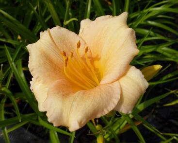 Denivka 'Mini Pearl'