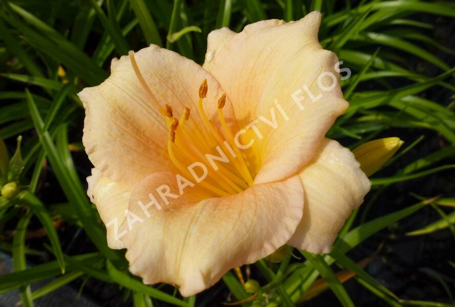 Denivka 'Mini Pearl' - Hemerocallis 'Mini Pearl'