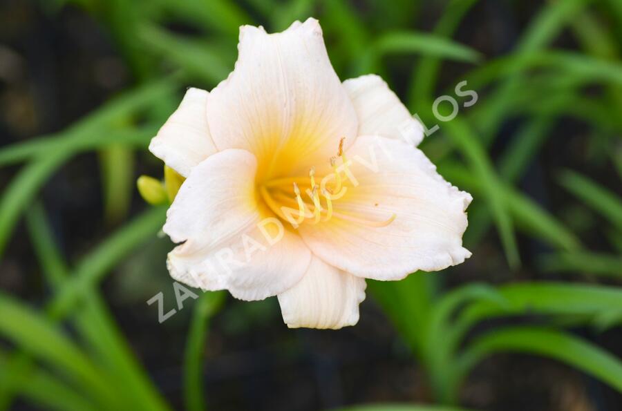 Denivka 'Mini Pearl' - Hemerocallis 'Mini Pearl'