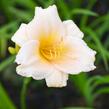 Denivka 'Mini Pearl' - Hemerocallis 'Mini Pearl'
