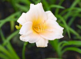 Denivka 'Mini Pearl' - Hemerocallis 'Mini Pearl'