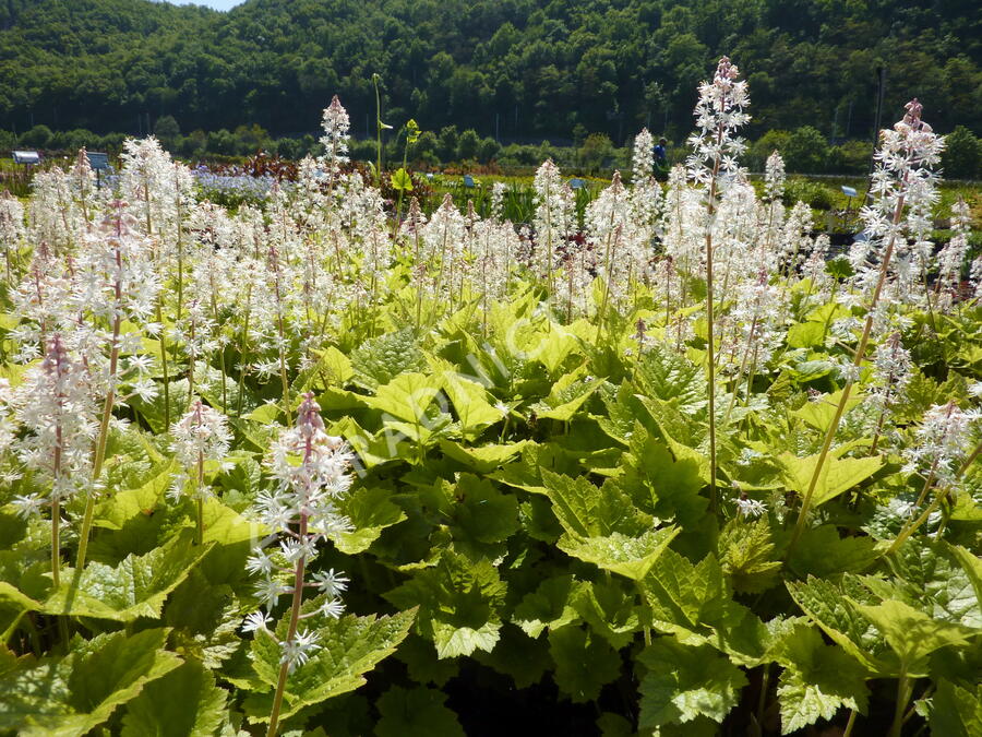 Mitrovnička - Tiarella wherryi